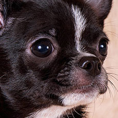 Чихуахуа к/ш щенок Голден из Лайф Жюльен Чихуахуа к/ш щенок Голден из Лайф Жюльен