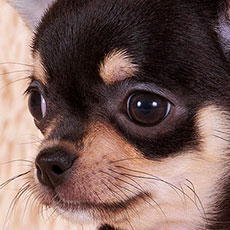 Чихуахуа к/ш щенок Голден из Лайф Забавка Чихуахуа к/ш щенок Голден из Лайф Забавка