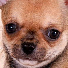 Чихуахуа к/ш щенок Голден из Лайф Ирбис Чихуахуа к/ш щенок Голден из Лайф Ирбис