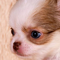 Чихуахуа д/ш щенок Голден из Лайф Имидж Чихуахуа д/ш щенок Голден из Лайф Имидж