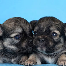 Чихуахуа щенки в питомнике Голден из Лайф Чихуахуа щенки в питомнике Голден из Лайф