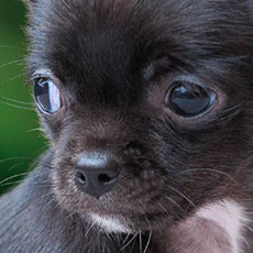 Чихуахуа щенок Мистериос Легенд Эльза Чихуахуа щенок Мистериос Легенд Эльза