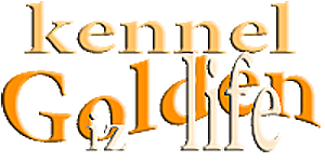 Чихуахуа. Питомник Голден из Лайф. Чихуахуа. Питомник Голден из Лайф.